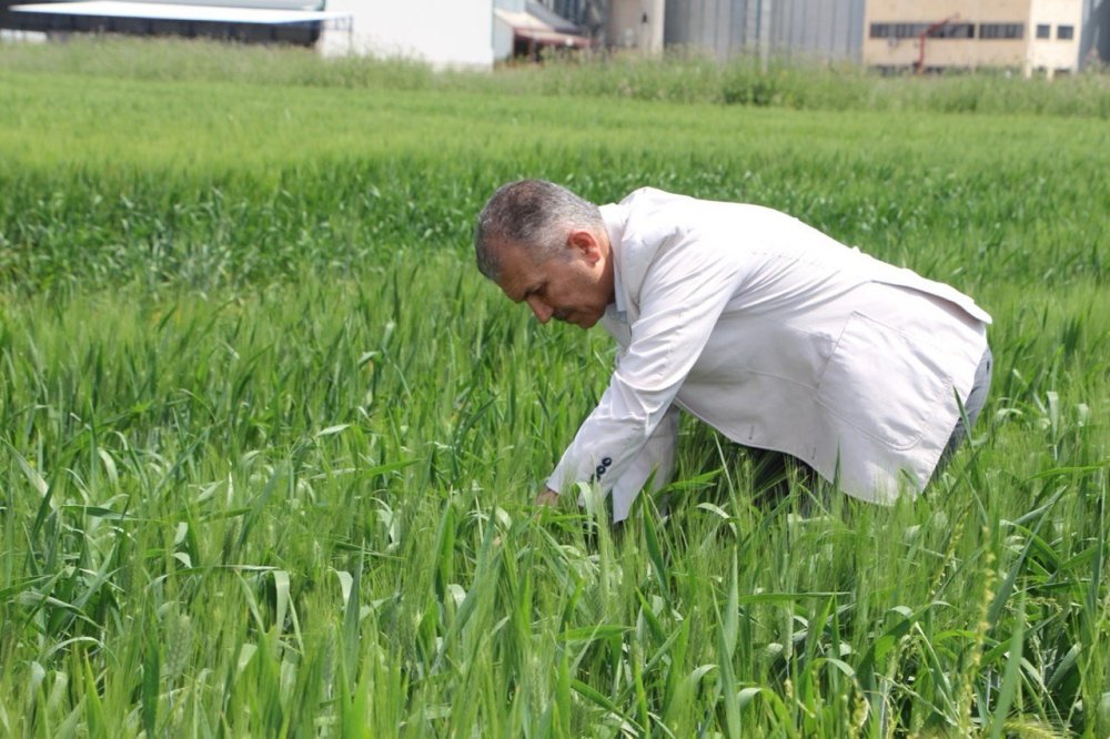 Mardin'de buğday için geri sayım başladı: Çiftçi yüksek verim bekliyor