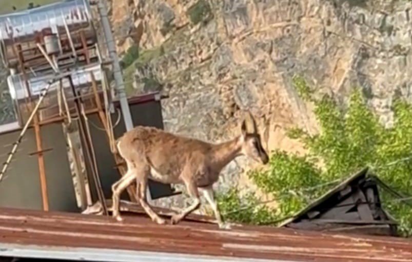 Dağ keçileri evlerin çatısına çıkmaya başladı