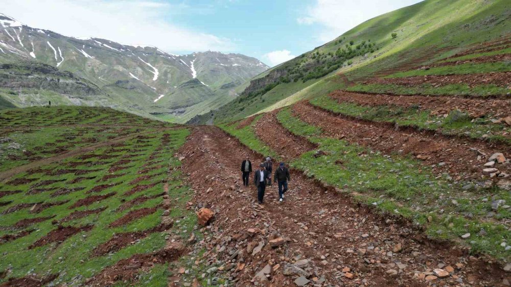 Şırnak dağlarında 70 bin fidan yeşillenecek