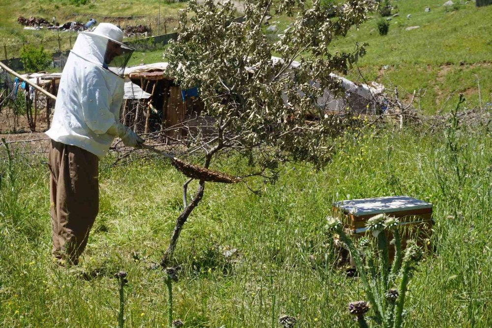 Beytüşşebap’ta arılar yuvalarından çıkmaya başladı