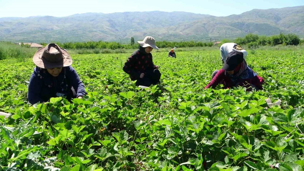 Malatya’da çilek hasadı başladı