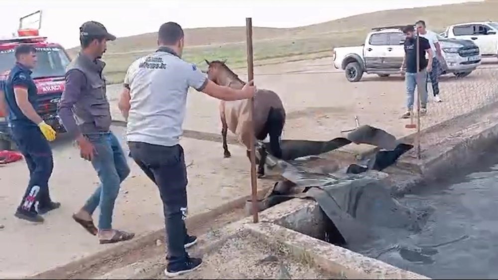 Sokaktaki at, atık petrol kuyusuna düştü