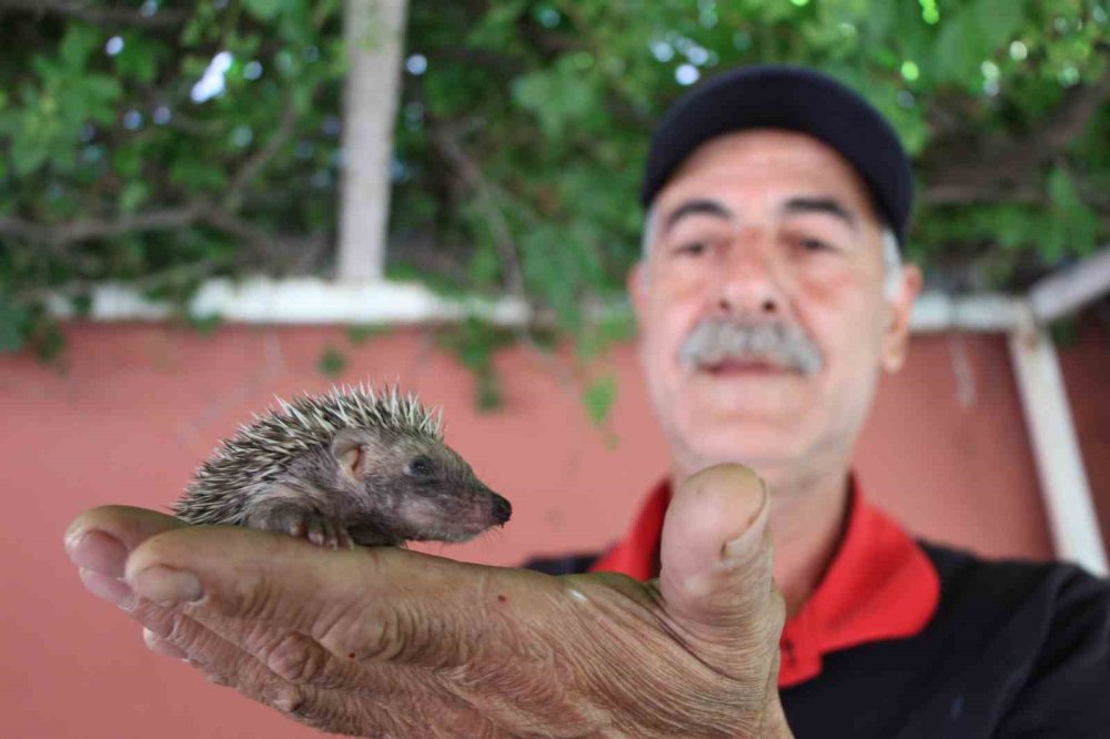 İtfaiye eri, annesiz kalan kirpiyi besledi