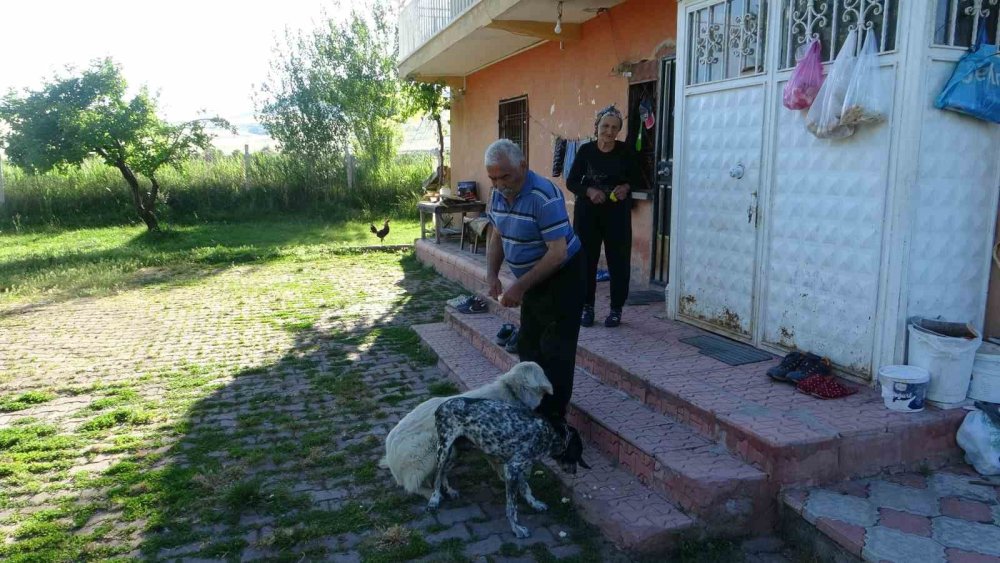 Ölen hayvanların içini doldurarak koleksiyon oluşturdu