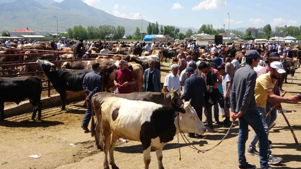 Van’daki kurban pazarlarında sıkı pazarlıklar başladı