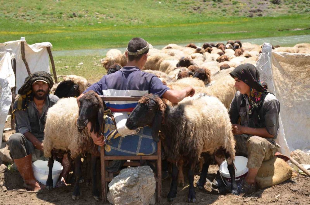 Faraşin'e ulaşan göçerler, ilk süt sağımını yaptı