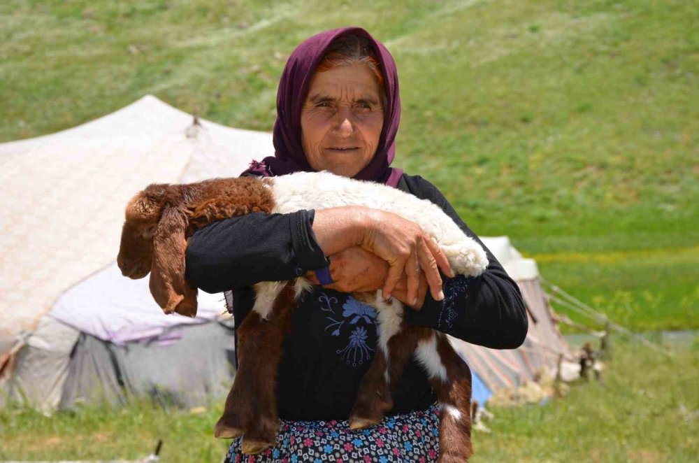 Faraşin'e ulaşan göçerler, ilk süt sağımını yaptı