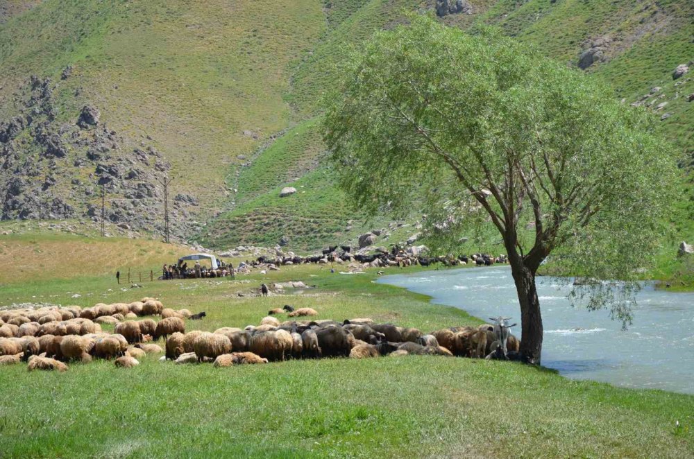 Faraşin'e ulaşan göçerler, ilk süt sağımını yaptı