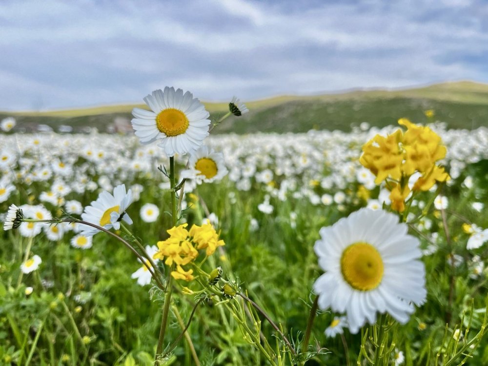 Bembeyaz papatya tarlası fotoğrafçıların gözdesi