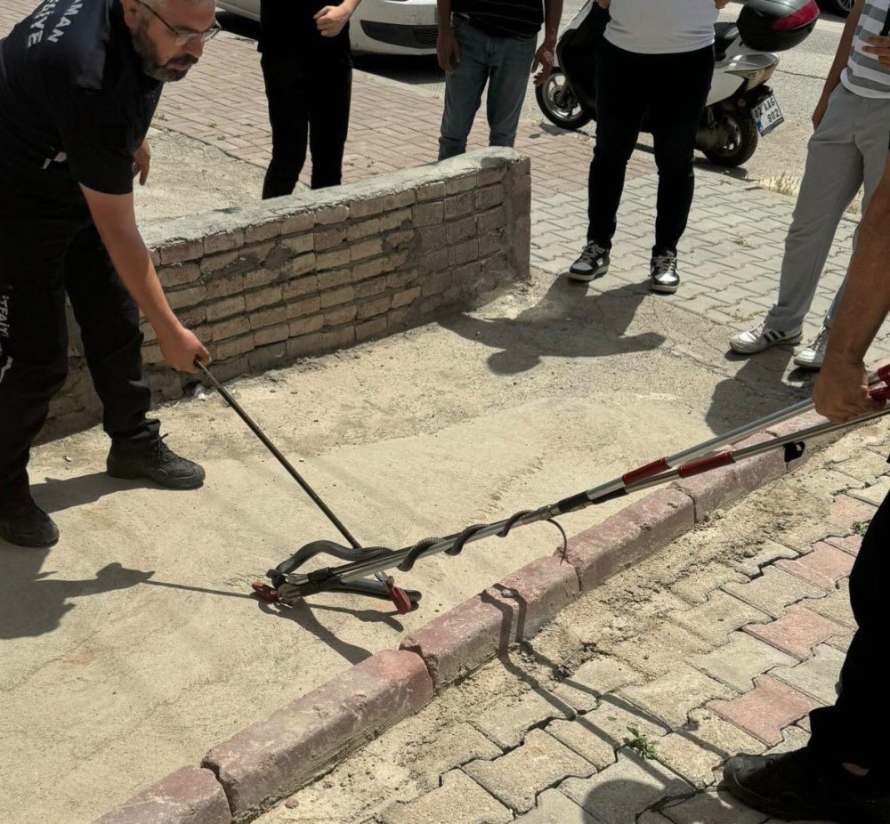 Asansöre girmeye çalışan yılan ekiplerce yakalandı