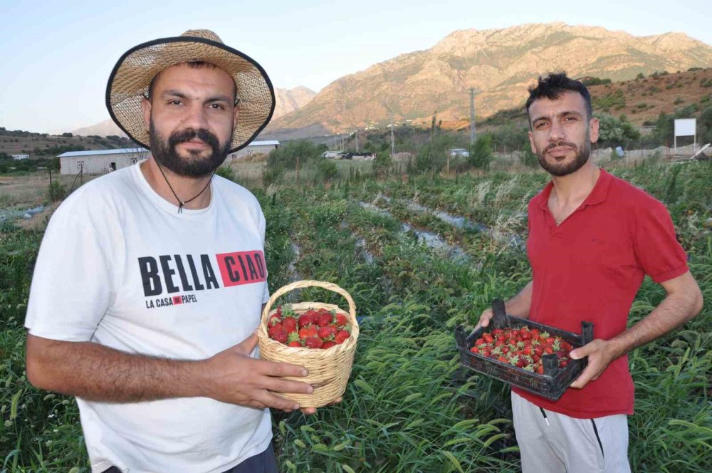 Batman'da tütüne alternatif olarak çilek ürettiler