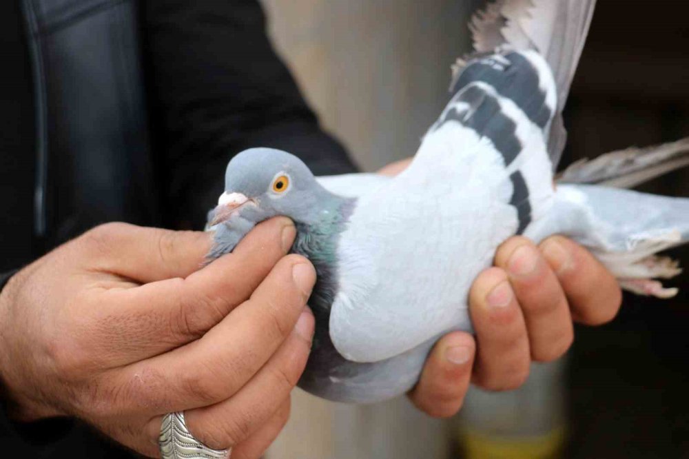 Vazgeçilmeyen tutku, saatlerce yanlarında bekliyorlar