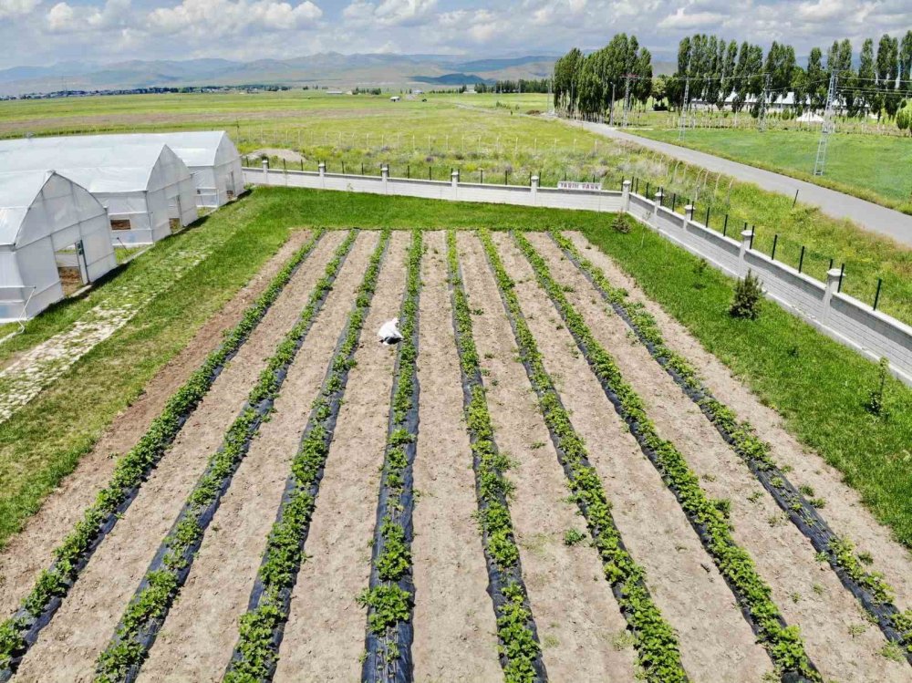 Ağrı'da çilek yetişmez denilen topraklardan 1 yılda 400 ton verim alındı