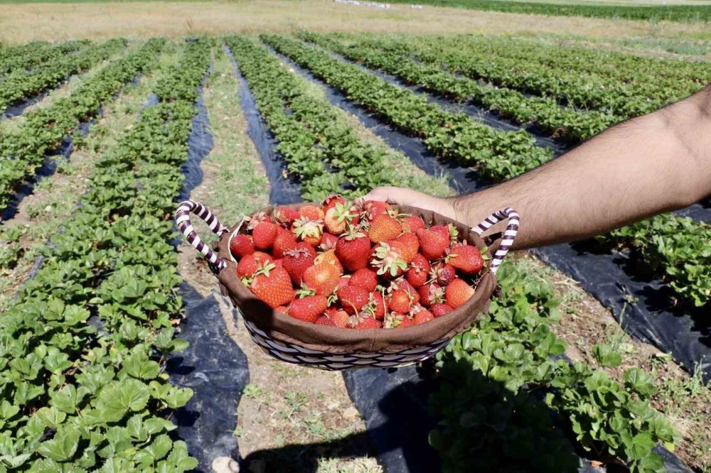 Ağrı'da çilek yetişmez denilen topraklardan 1 yılda 400 ton verim alındı