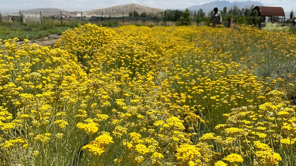 Van’da tıbbi bitkiler, doğal fotoğraf stüdyosu olarak kullanılıyor