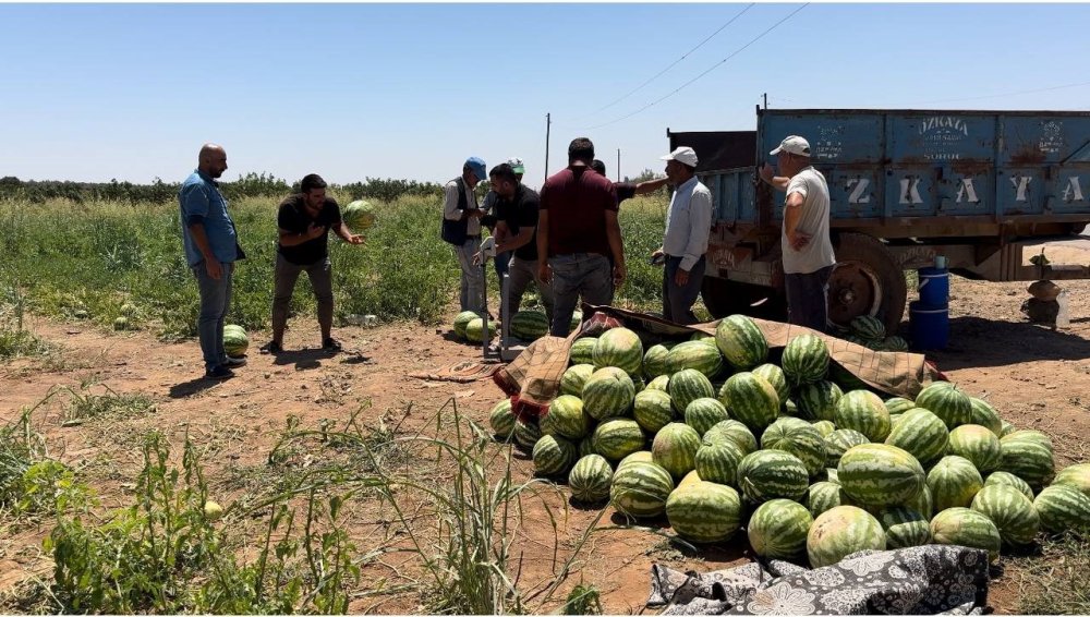 Suruç'ta yerli karpuzun hasadına başlandı