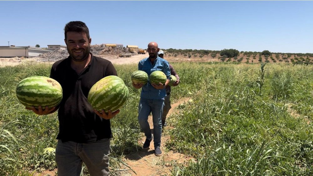 Suruç'ta yerli karpuzun hasadına başlandı