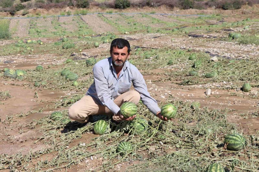 Sel Erzurum’da karpuz tarlasına zarar verdi