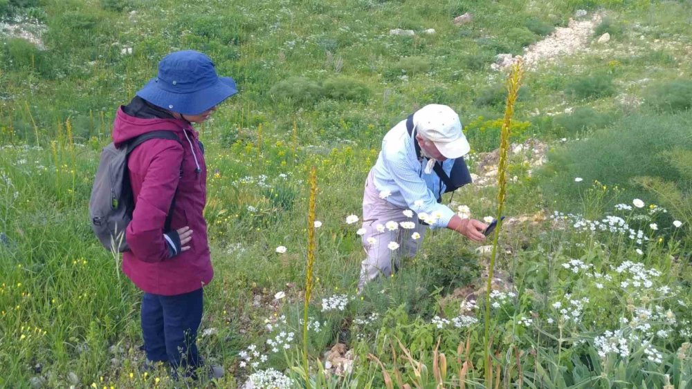 Bu bitki, dünyada sadece Dersim'in 2 köyünde var