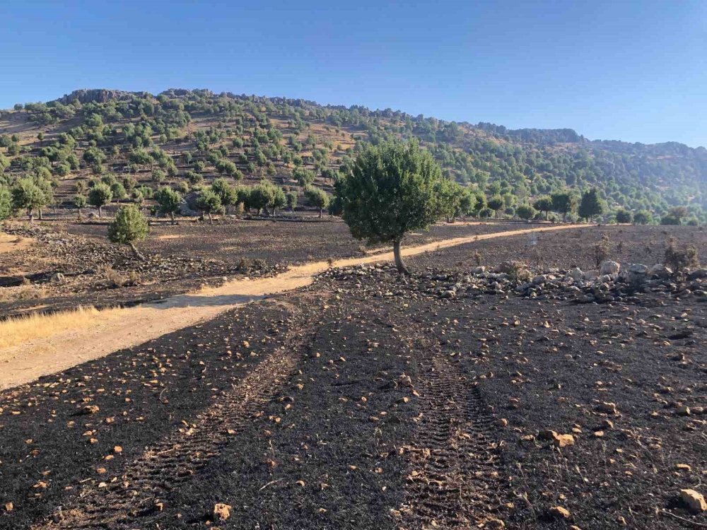 Adıyaman'daki örtü yangınında 40 hektar alan küle döndü