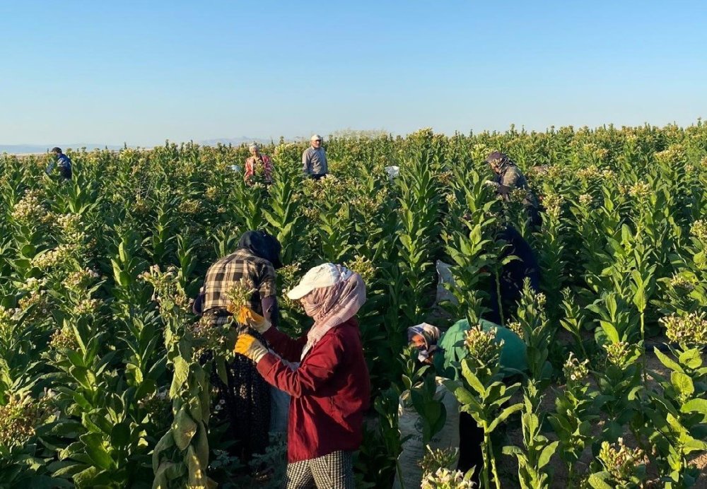 Adıyaman'da tütün hasadı başladı