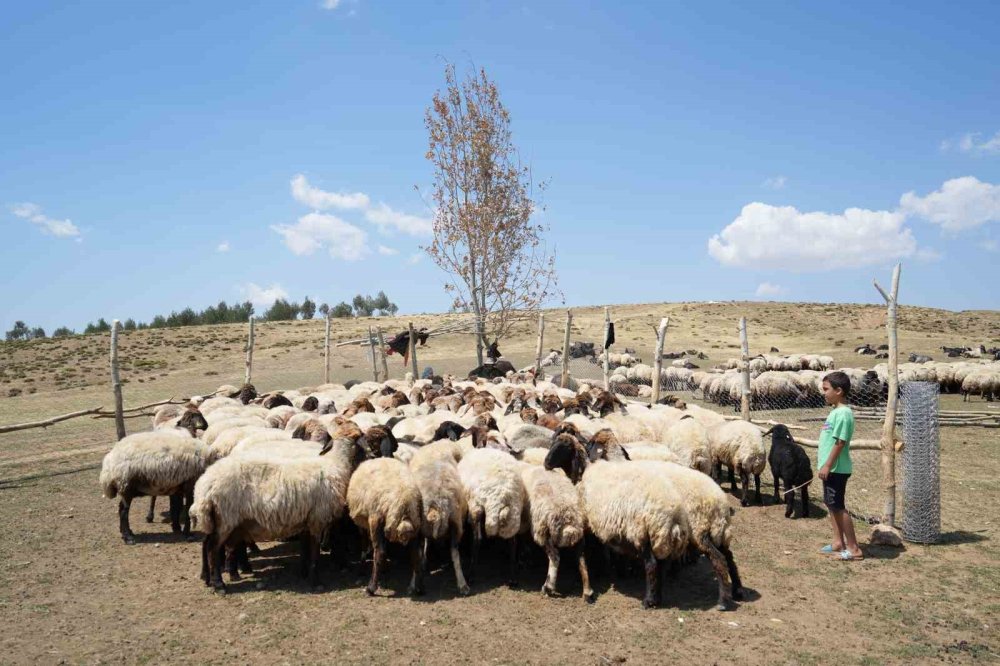 Muş’ta güneşten önce uyanan kadınların zorlu yayla mesaisi sürüyor