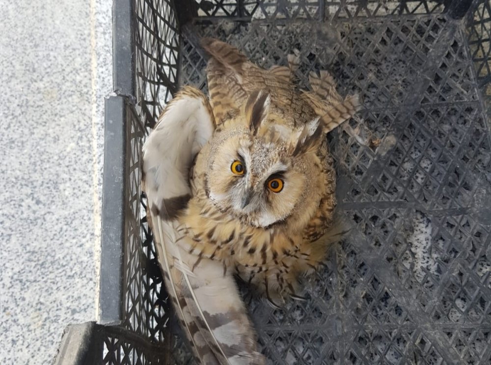 Van’da tedavisi tamamlanan kuşlar doğaya geri bırakıldı