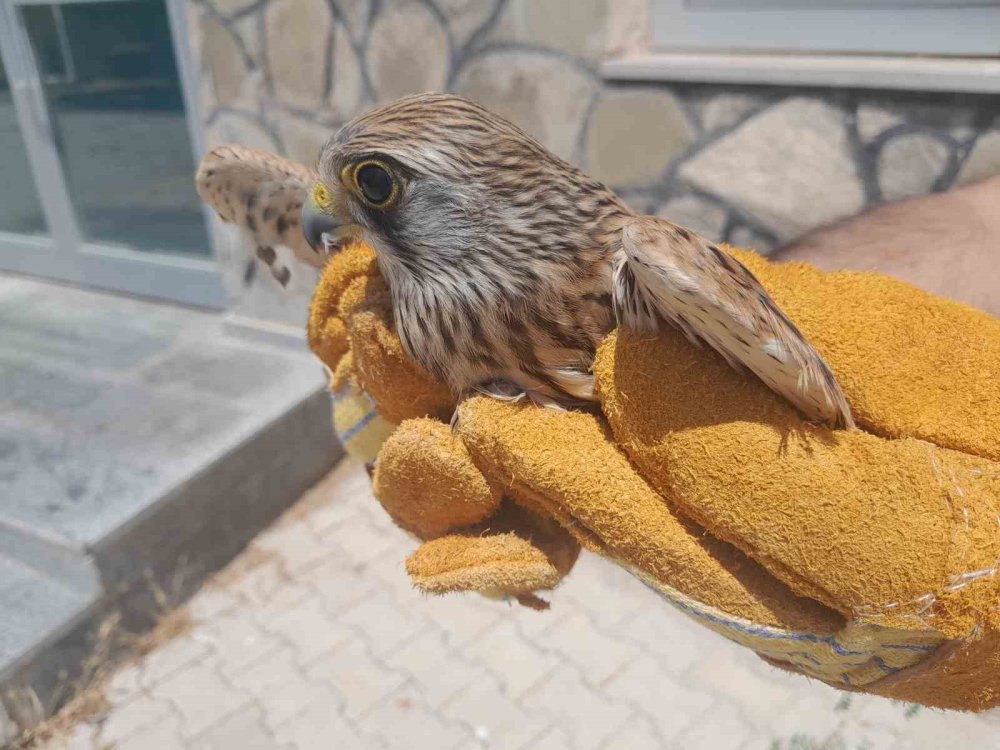 Van’da tedavisi tamamlanan kuşlar doğaya geri bırakıldı