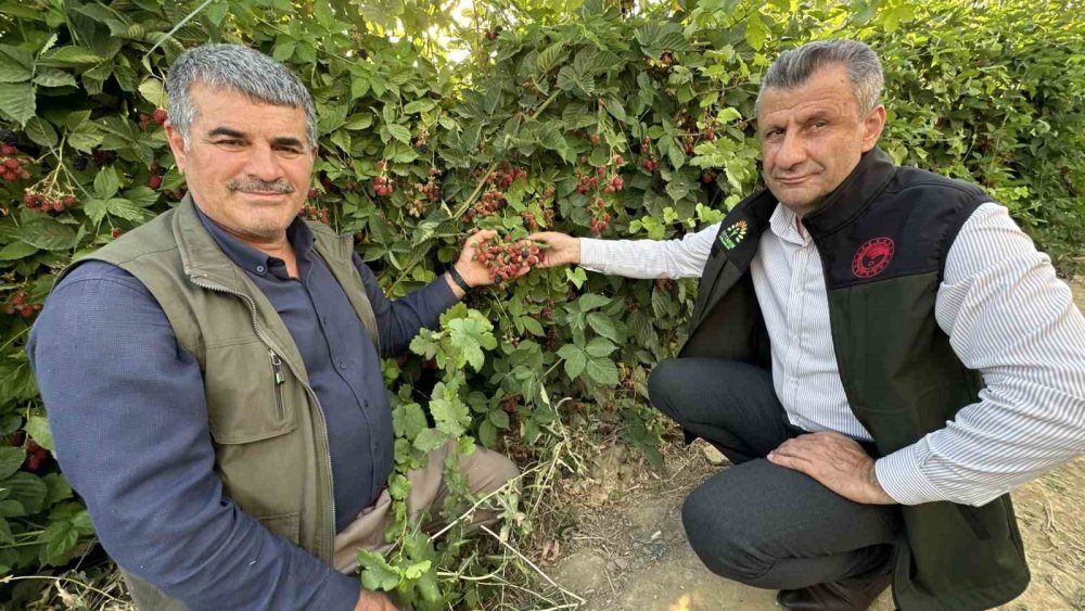 Yüksekova’da böğürtlen hasadında bereket