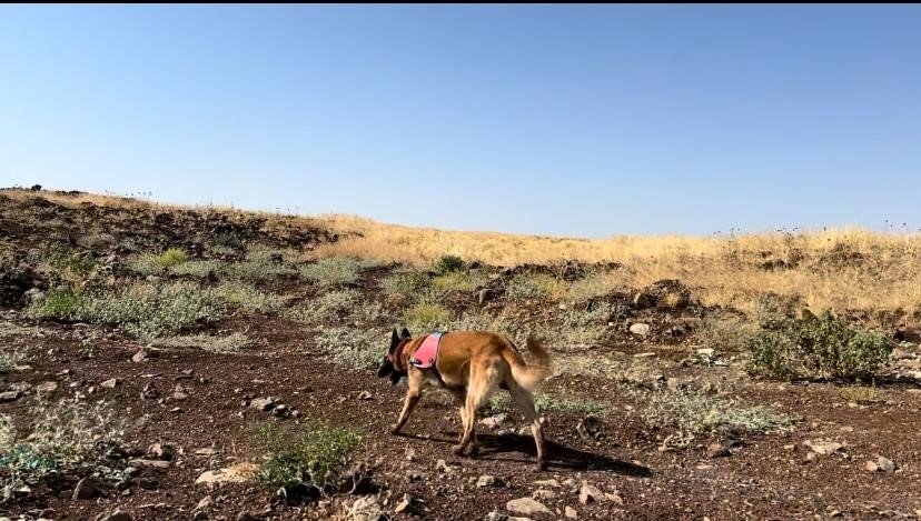 Diyarbakır'da jandarma ekipleri kayıp Narin için seferber oldu