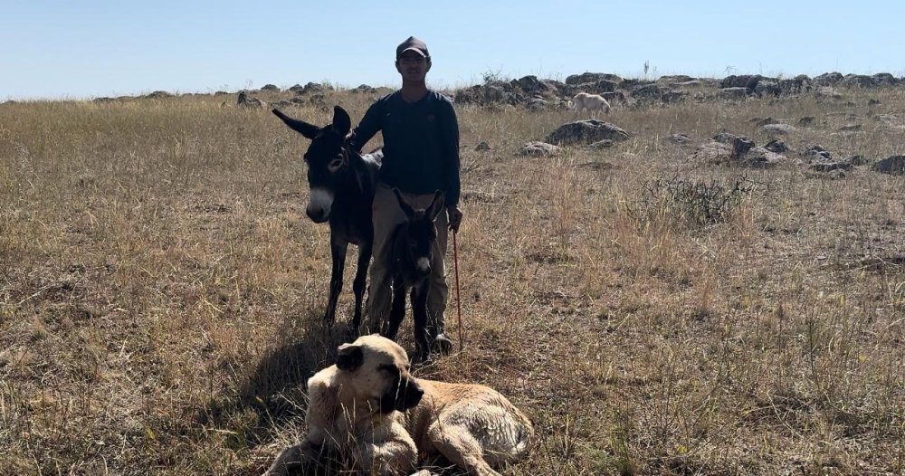 ’Kral’ isimli köpek bu kez de sürünün eşeğine sahip çıktı