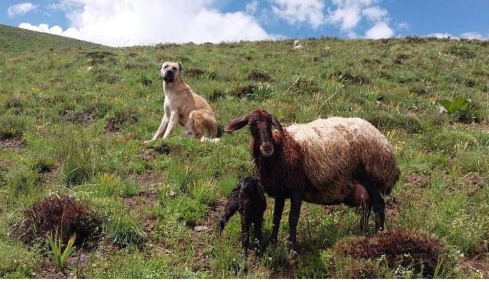 ’Kral’ isimli köpek bu kez de sürünün eşeğine sahip çıktı