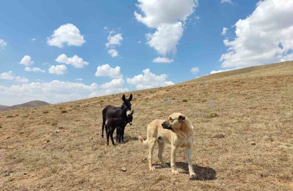 ’Kral’ isimli köpek bu kez de sürünün eşeğine sahip çıktı