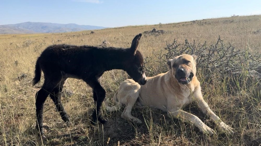 ’Kral’ isimli köpek bu kez de sürünün eşeğine sahip çıktı