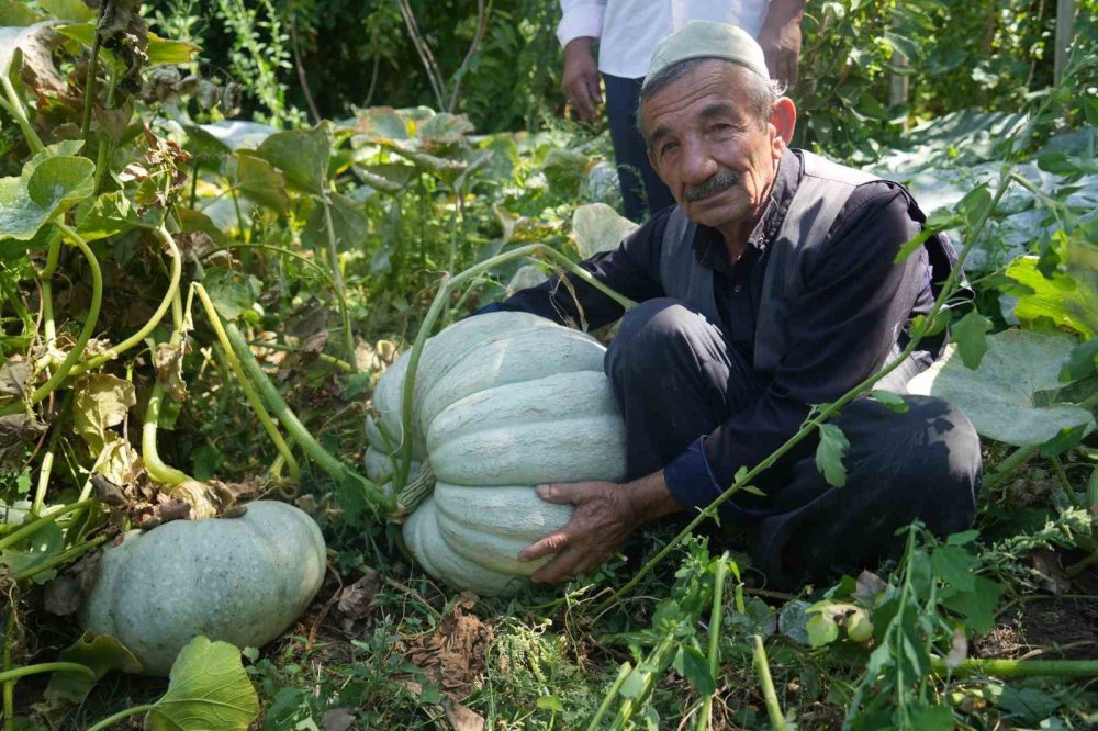 Muş'ta çiftçi 50 kiloluk bal kabağı