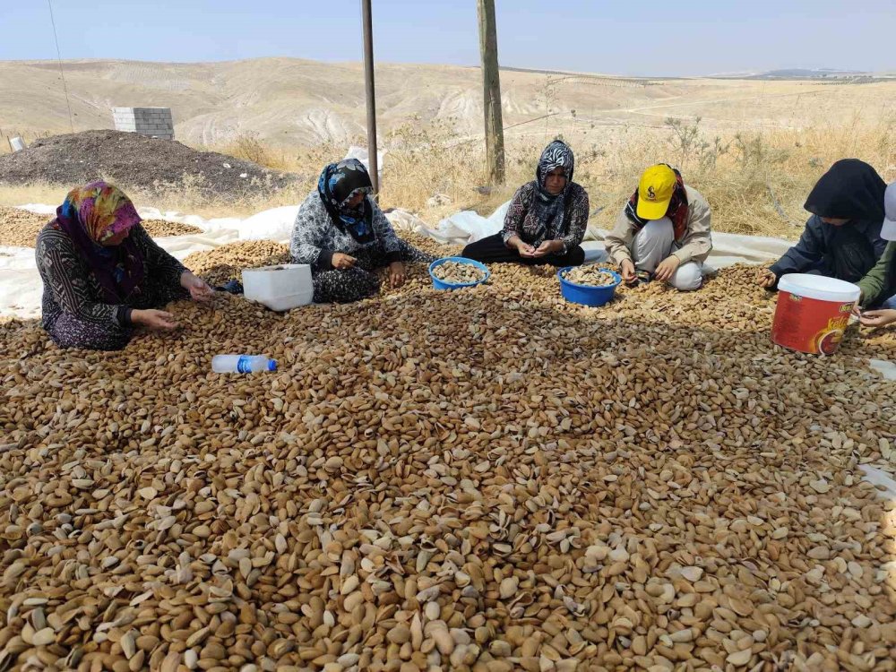 Adıyaman’da badem hasadı heyecanı başladı