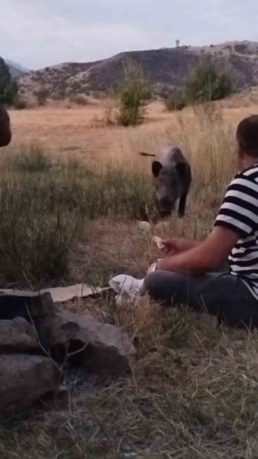 Hakkari'de yaban domuzu piknikçilerin misafiri oldu