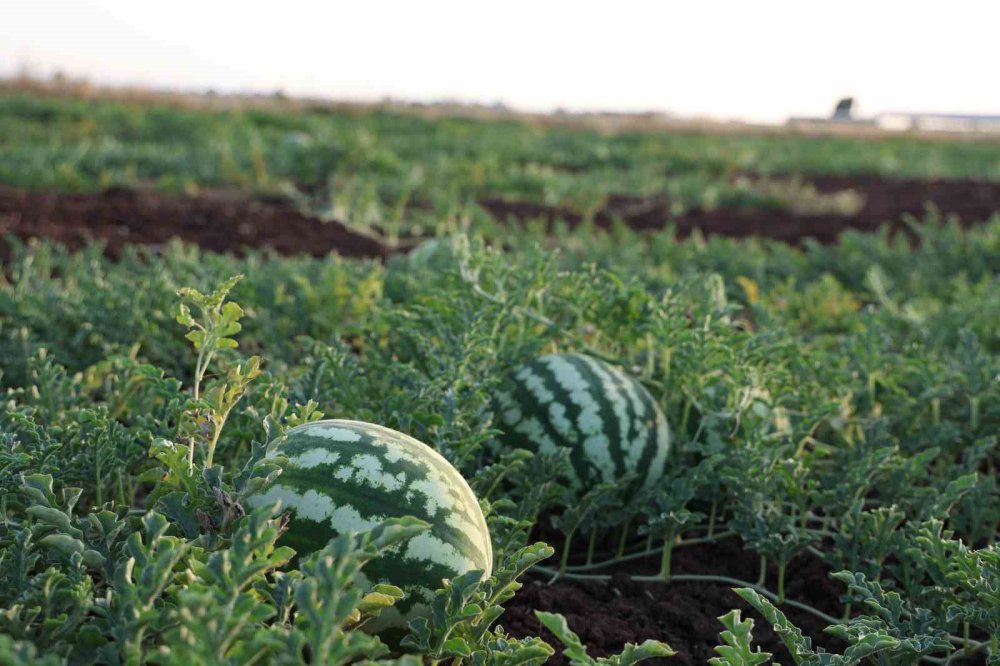 Karpuzunda hasat devam ediyor, üretici beklediği verimi alamadı