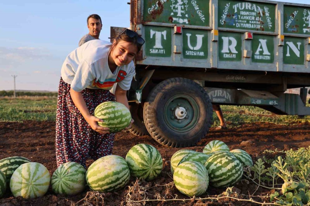 Karpuzunda hasat devam ediyor, üretici beklediği verimi alamadı