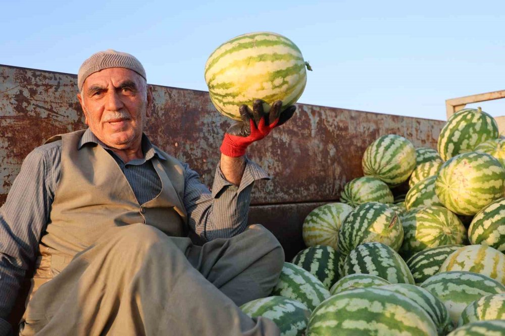 Karpuzunda hasat devam ediyor, üretici beklediği verimi alamadı