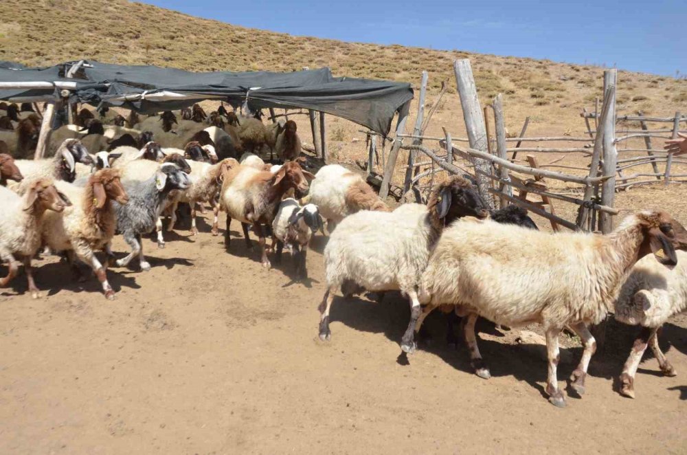 Malatya'da hayvan yetiştiricilerinin ’aracı’ tepkisi