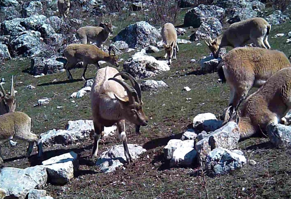 Yaban keçisi sürüsü Erzincan'da fotokapanla görüntülendi