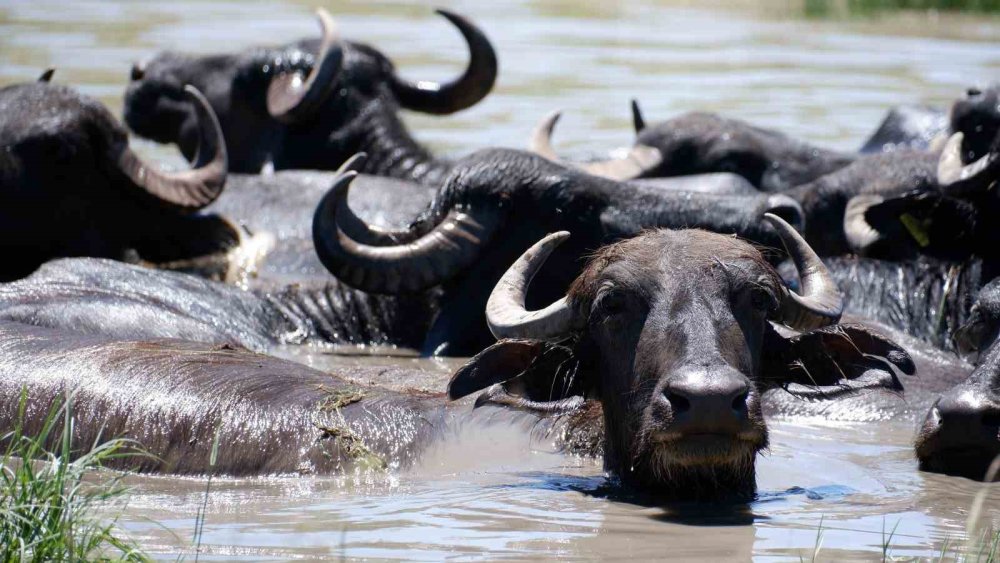 Afrika değil Erzurum Ovası