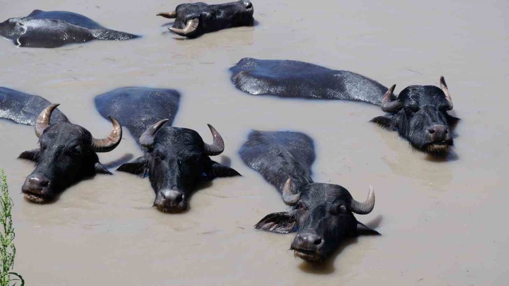 Afrika değil Erzurum Ovası