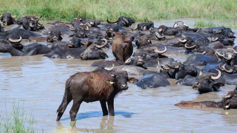 Afrika değil Erzurum Ovası
