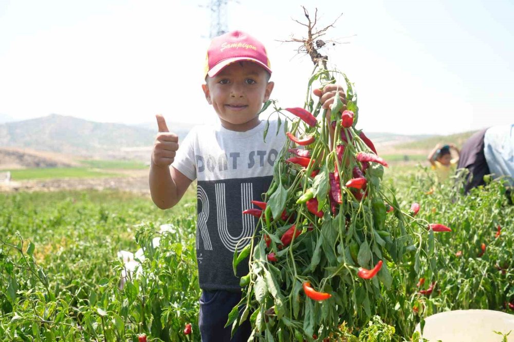 Kilis’ta acı biber hasat başladı