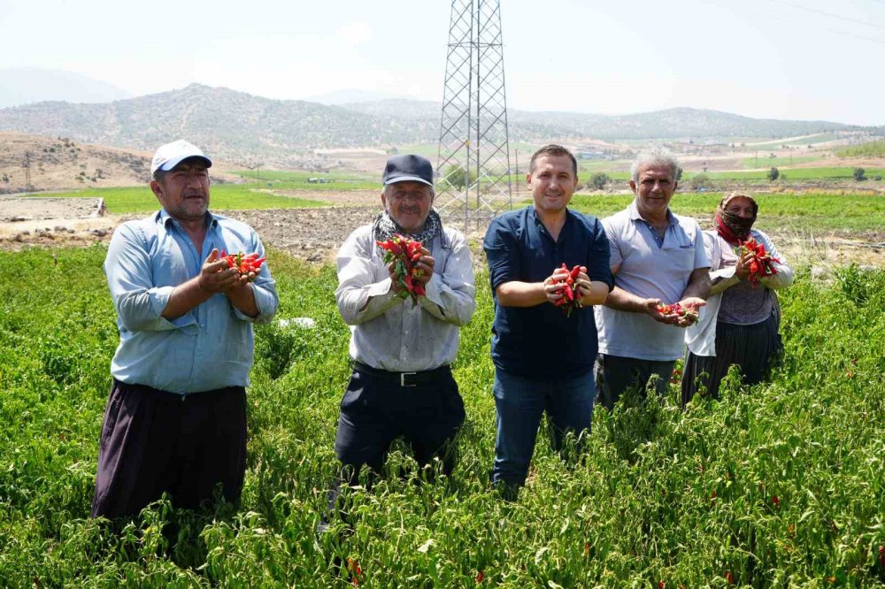 Kilis’ta acı biber hasat başladı