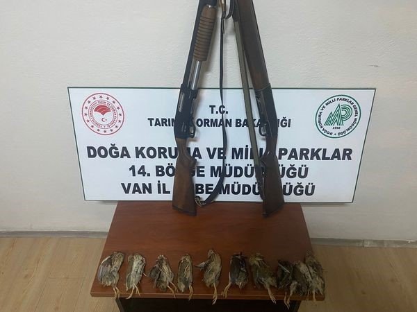 Van’da Bıldırcın avlayanlara 98 bin 106 lira ceza uygulandı