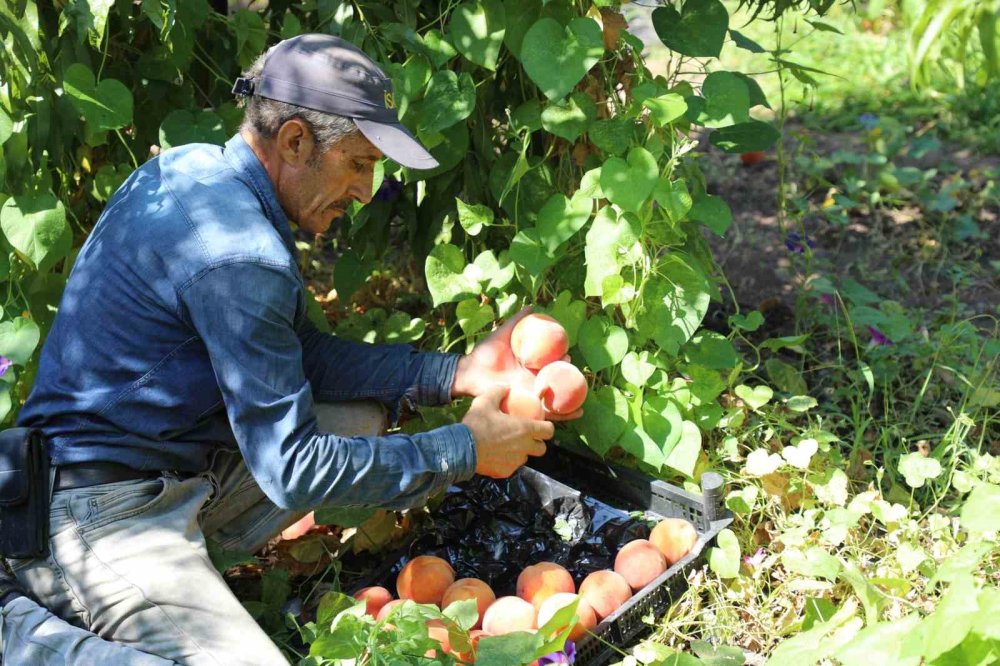 Elazığ’da şeftali hasadı sürüyor