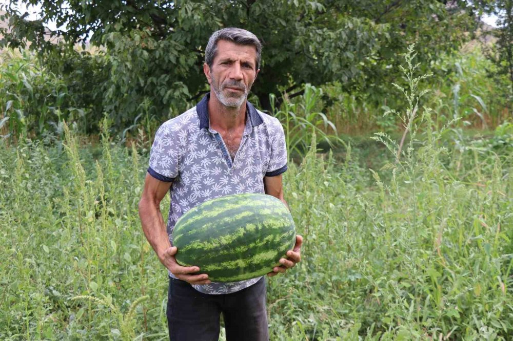 Oltu’da yerli üretim karpuz